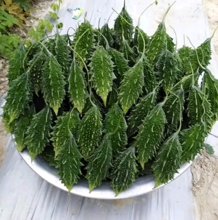 হাইব্রিড জাতের ছোট সাইজের করলা বীজ_img_0