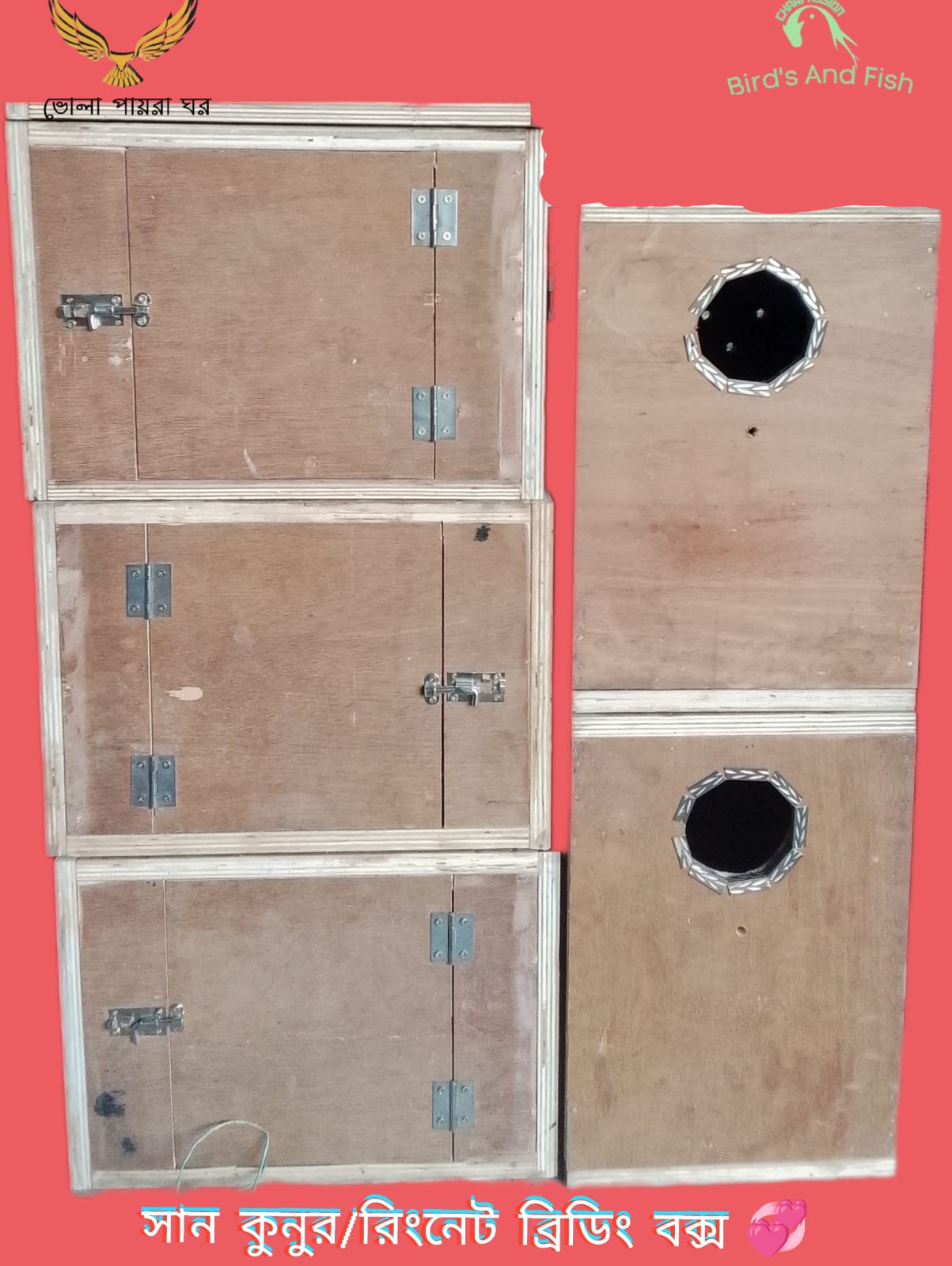 সান কুনুর,রিংনেট,টিয়া পাখি ব্রিডিং বক্স
