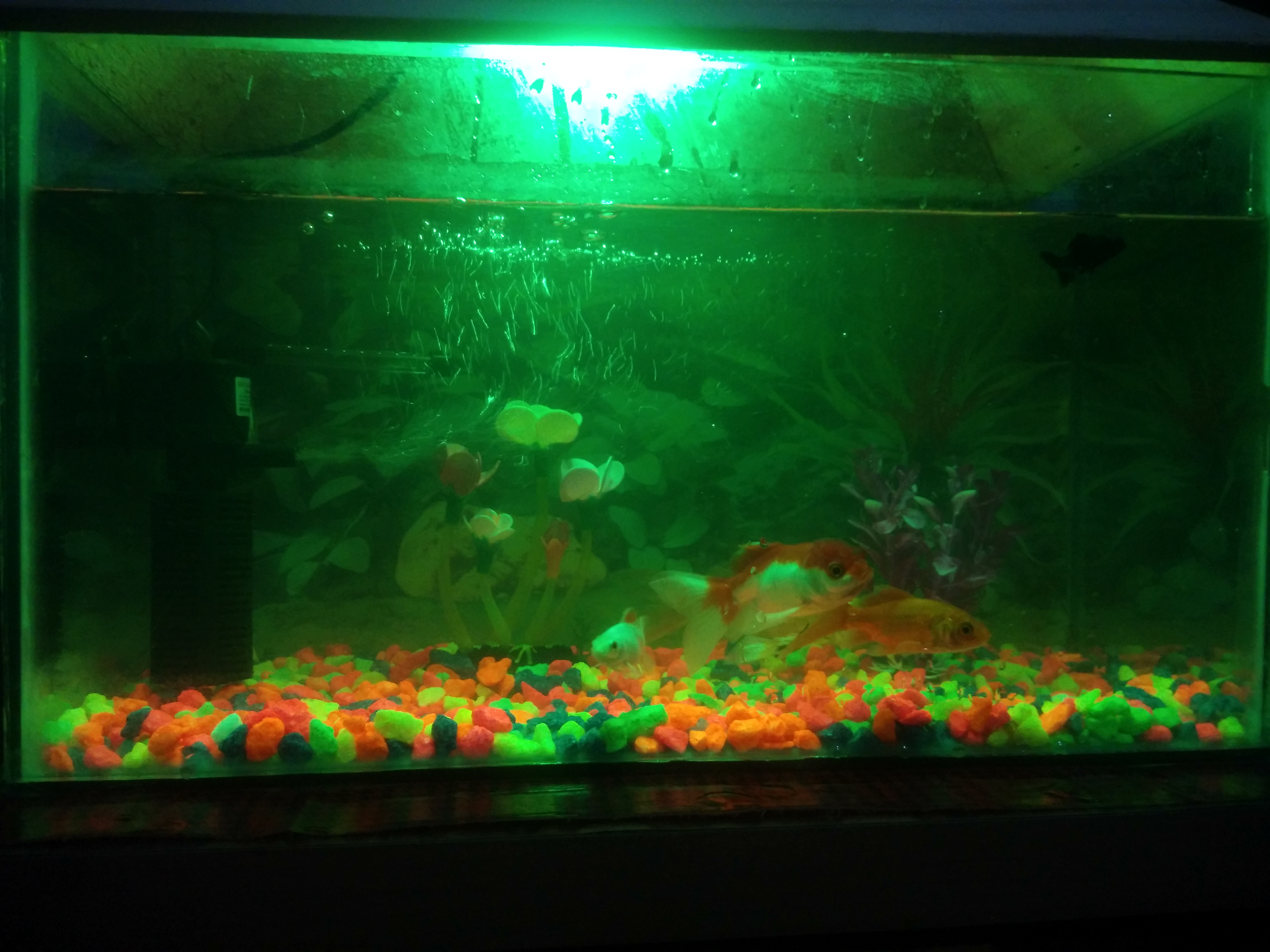 কালার পাথর চায়না কেজি_img_2