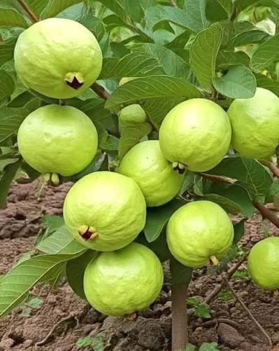 পেয়ারা /১কেজি - Image 1