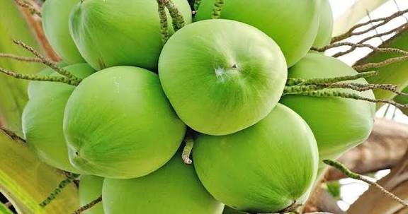 ডাব (প্রতি  পিছ) - Image 1