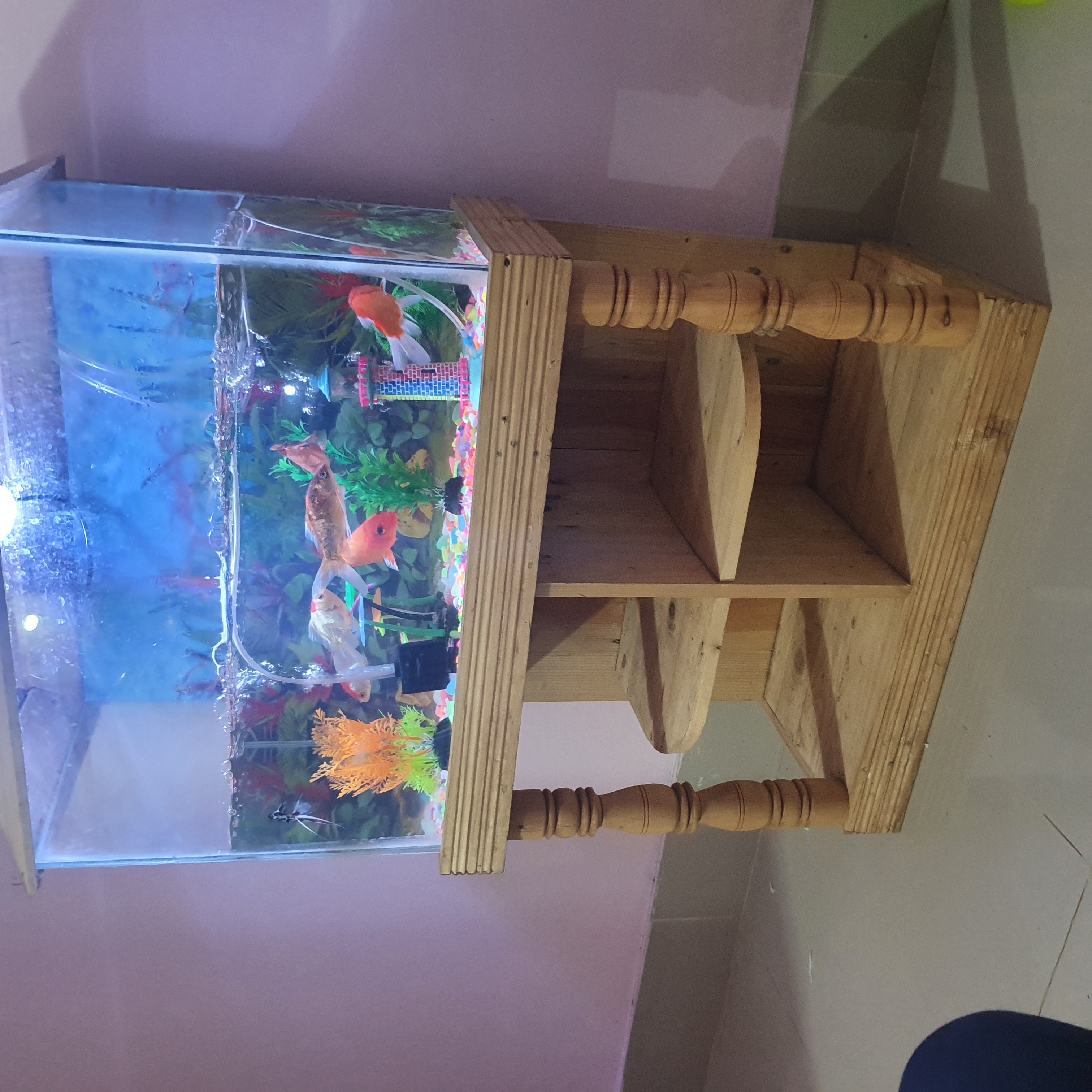 শুধু শো কাটের স্টার্ন ডাকনা, একুরিয়াম,  হোম ডেলিভারি সম্ভব না