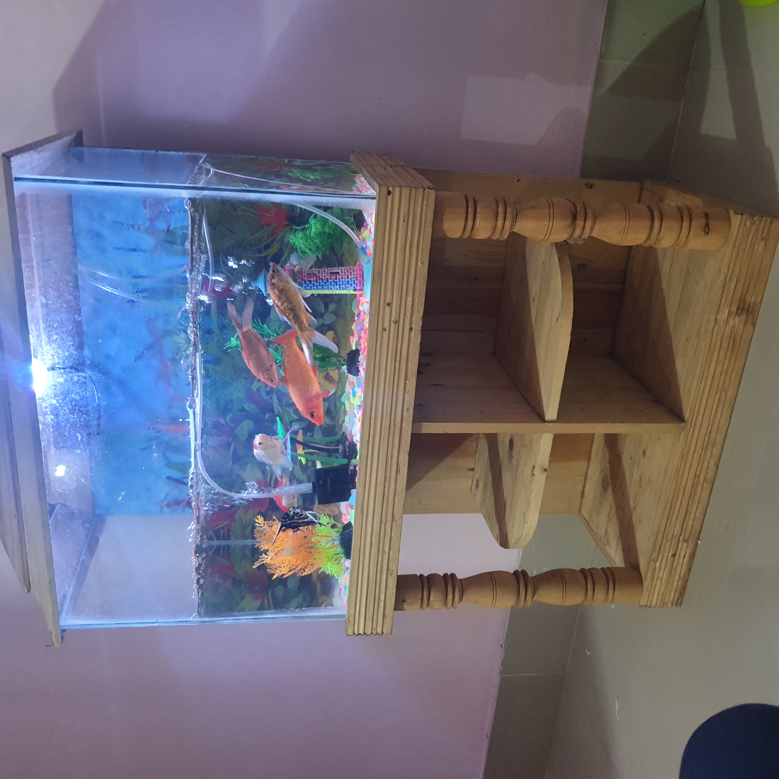 শুধু শো কাটের স্টার্ন ডাকনা, একুরিয়াম,  হোম ডেলিভারি সম্ভব না_img_1