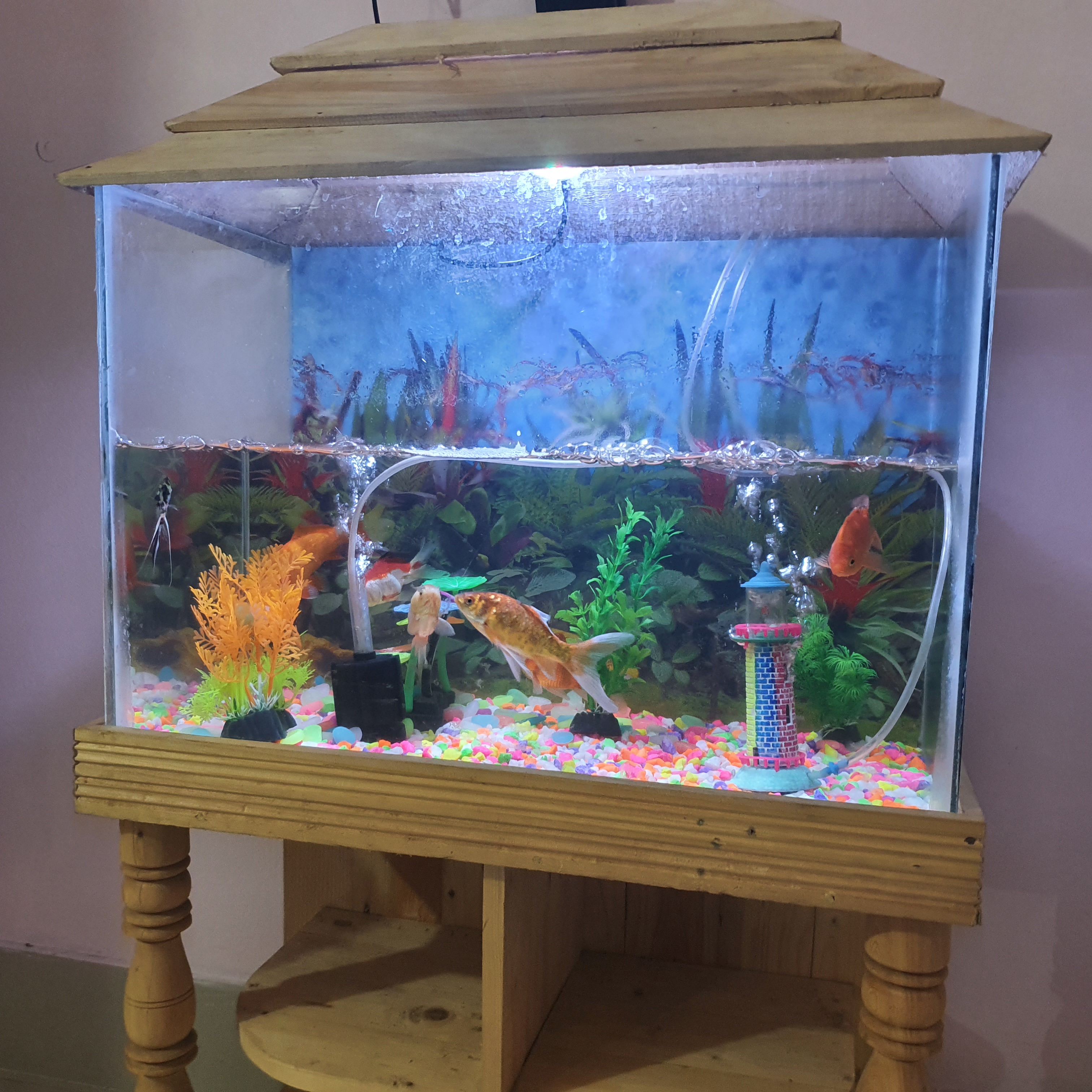 শুধু শো কাটের স্টার্ন ডাকনা, একুরিয়াম,  হোম ডেলিভারি সম্ভব না_img_2