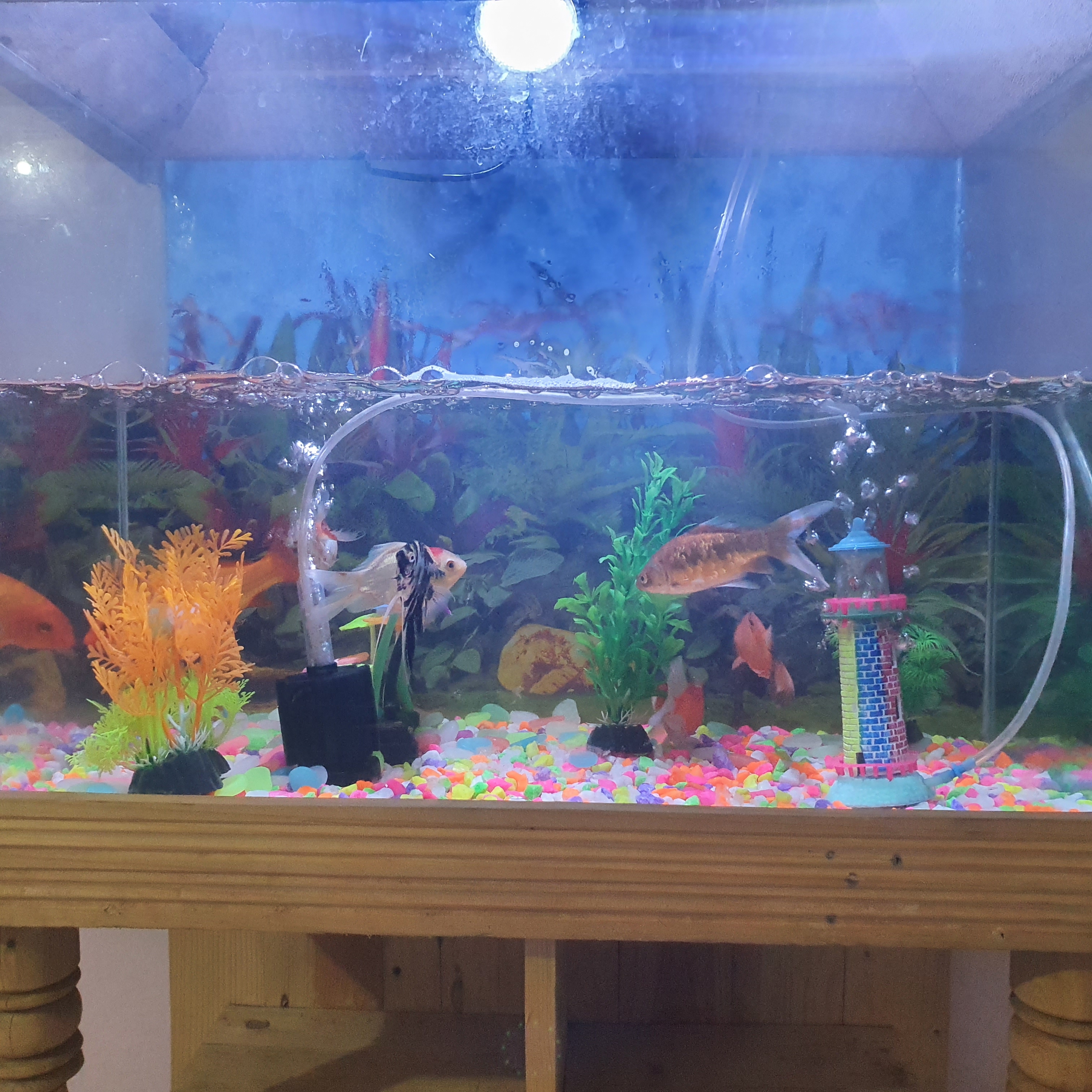 শুধু শো কাটের স্টার্ন ডাকনা, একুরিয়াম,  হোম ডেলিভারি সম্ভব না_img_3