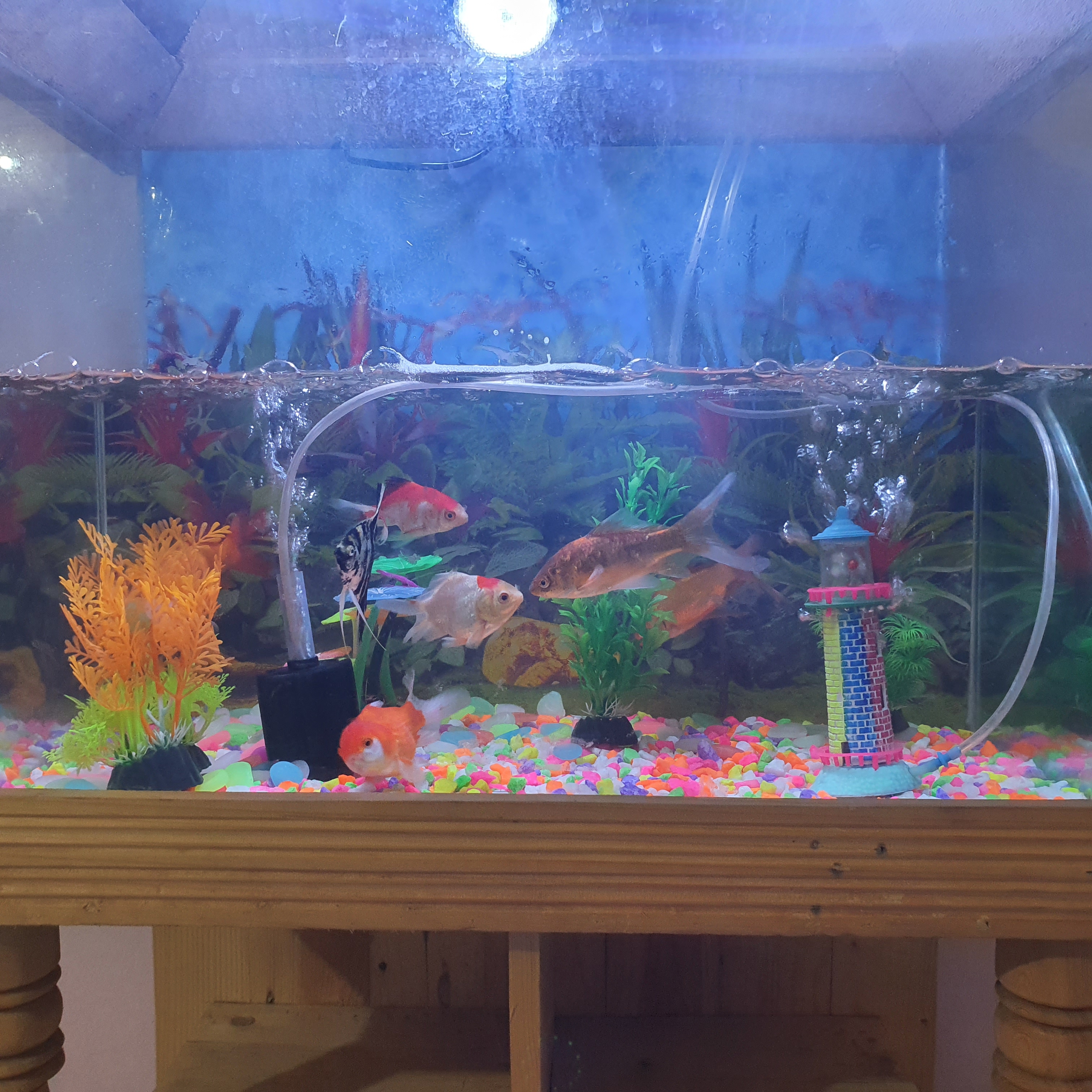 শুধু শো কাটের স্টার্ন ডাকনা, একুরিয়াম,  হোম ডেলিভারি সম্ভব না_img_4