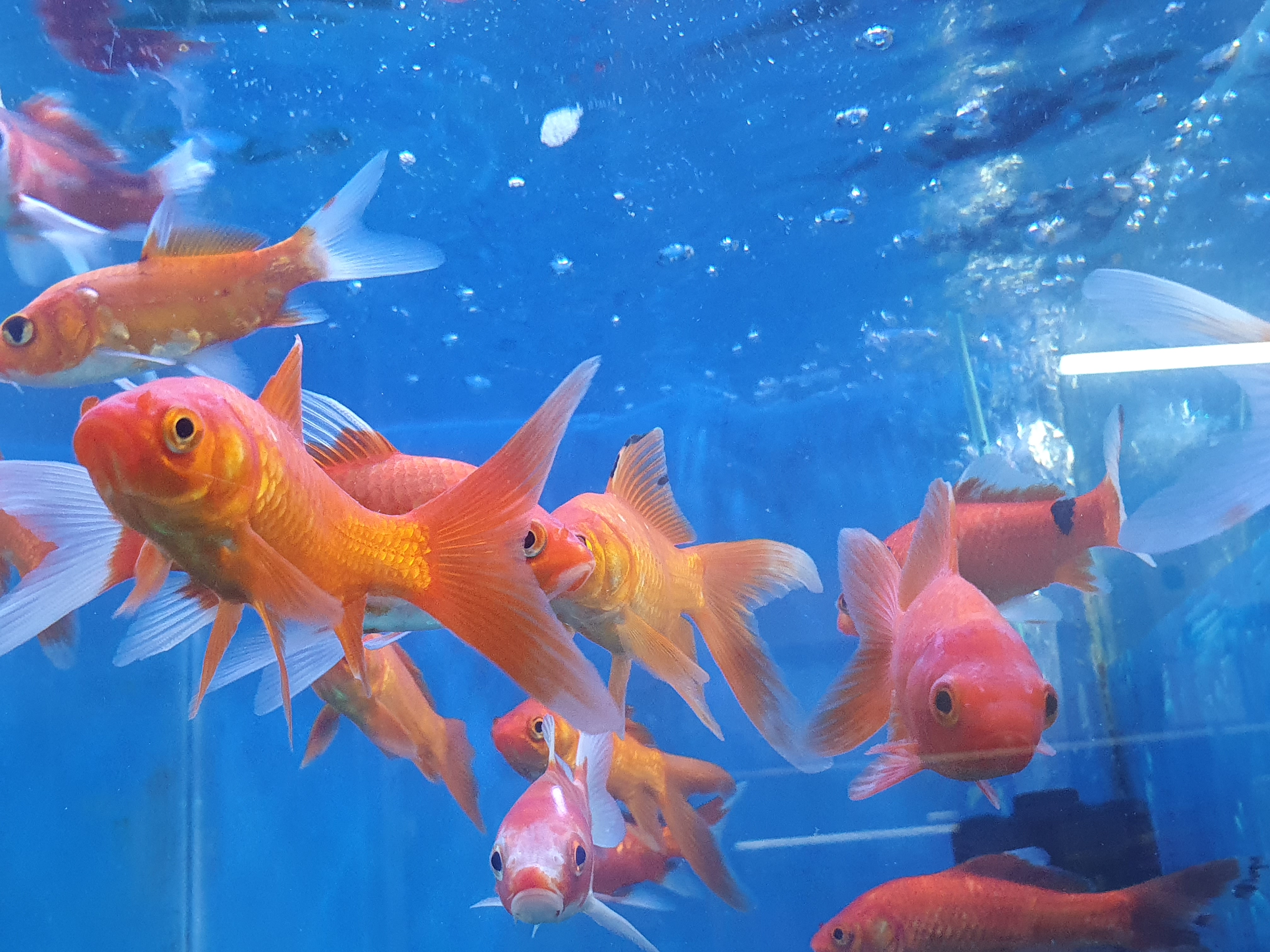 (শো) কমেট মিডিয়াম কালার ফিশ