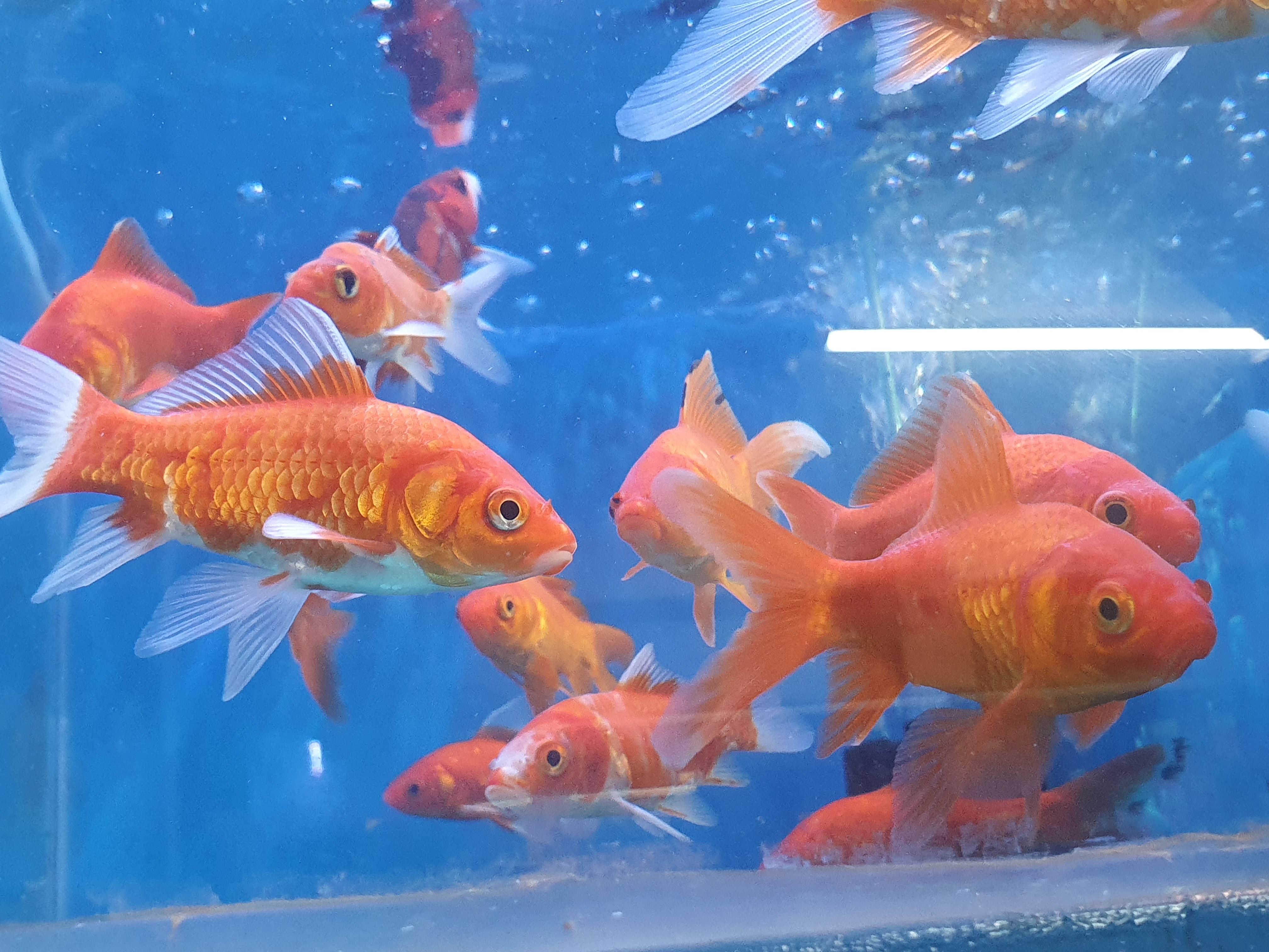 (শো) কমেট মিডিয়াম কালার ফিশ_img_1