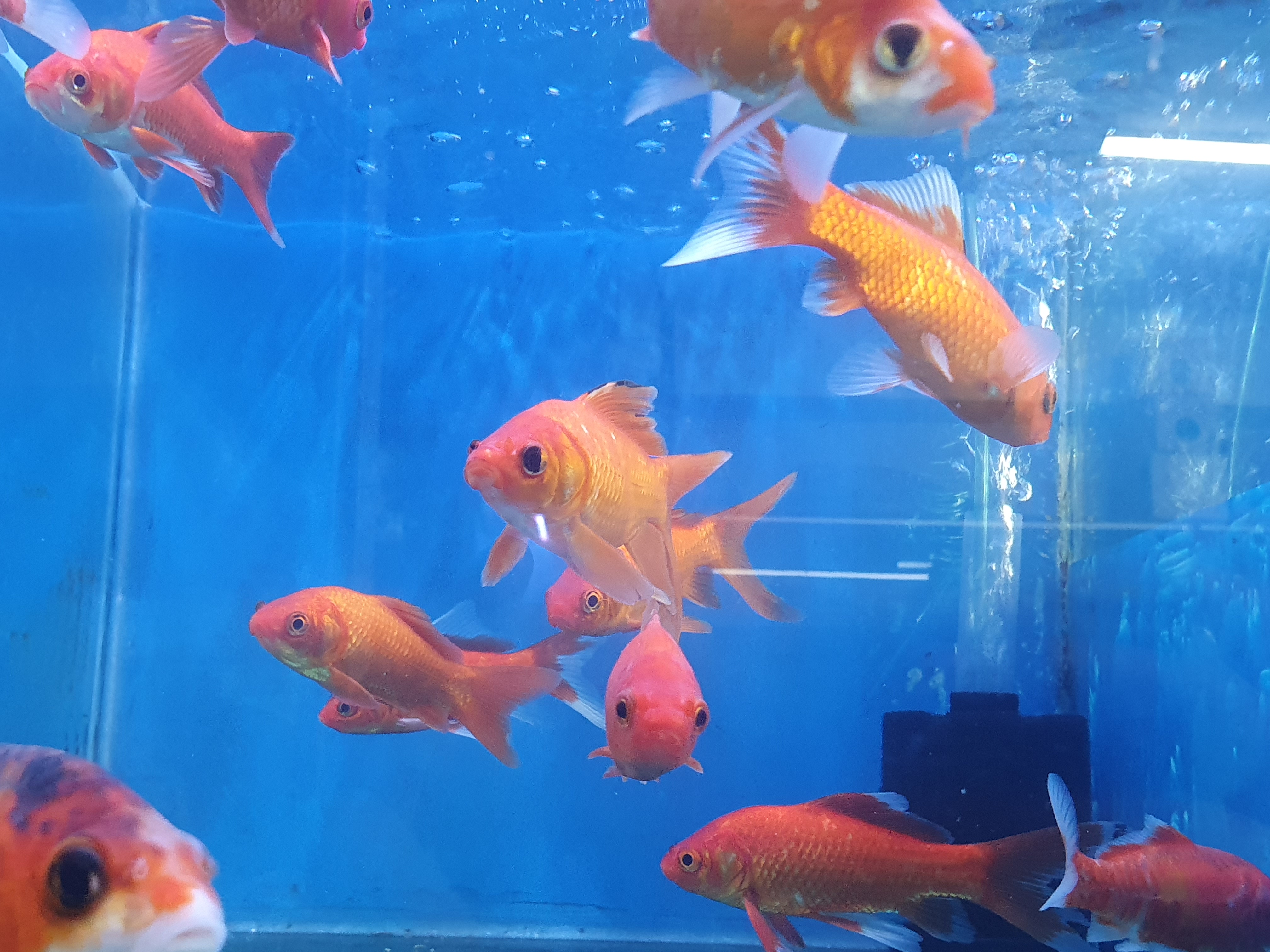 (শো) কমেট মিডিয়াম কালার ফিশ_img_2