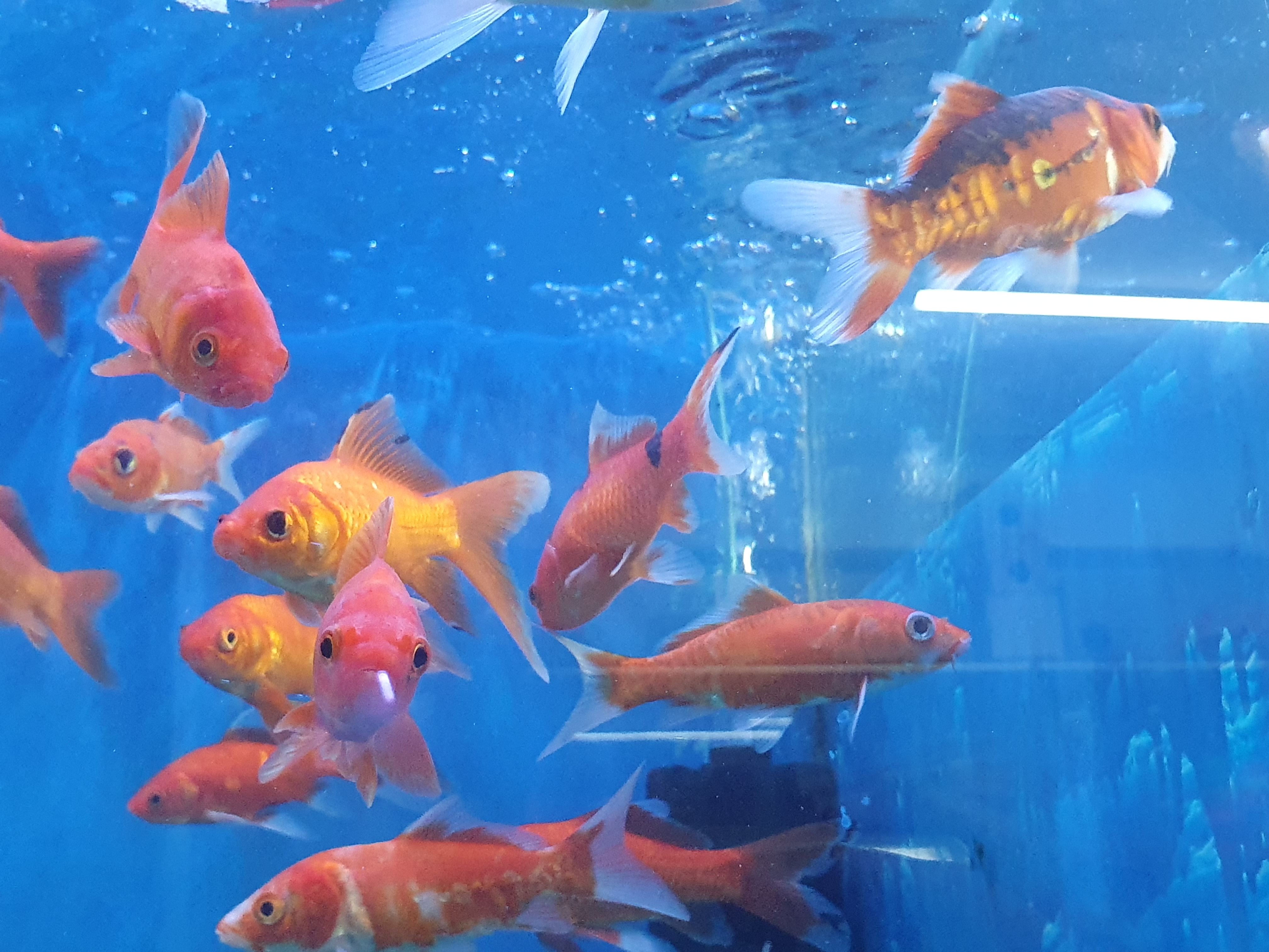 (শো) কমেট মিডিয়াম কালার ফিশ_img_3