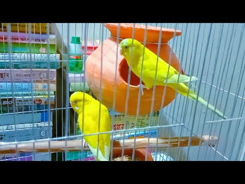 ব্রিডিং হাড়ি,  পাখির