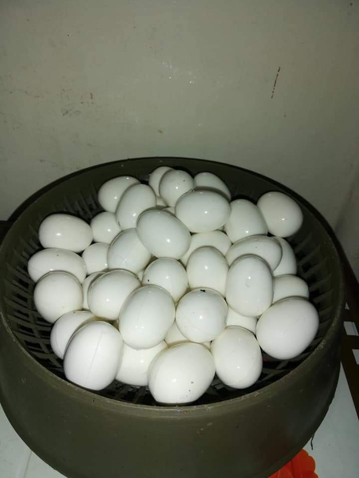 প্লাস্টিক ডিম