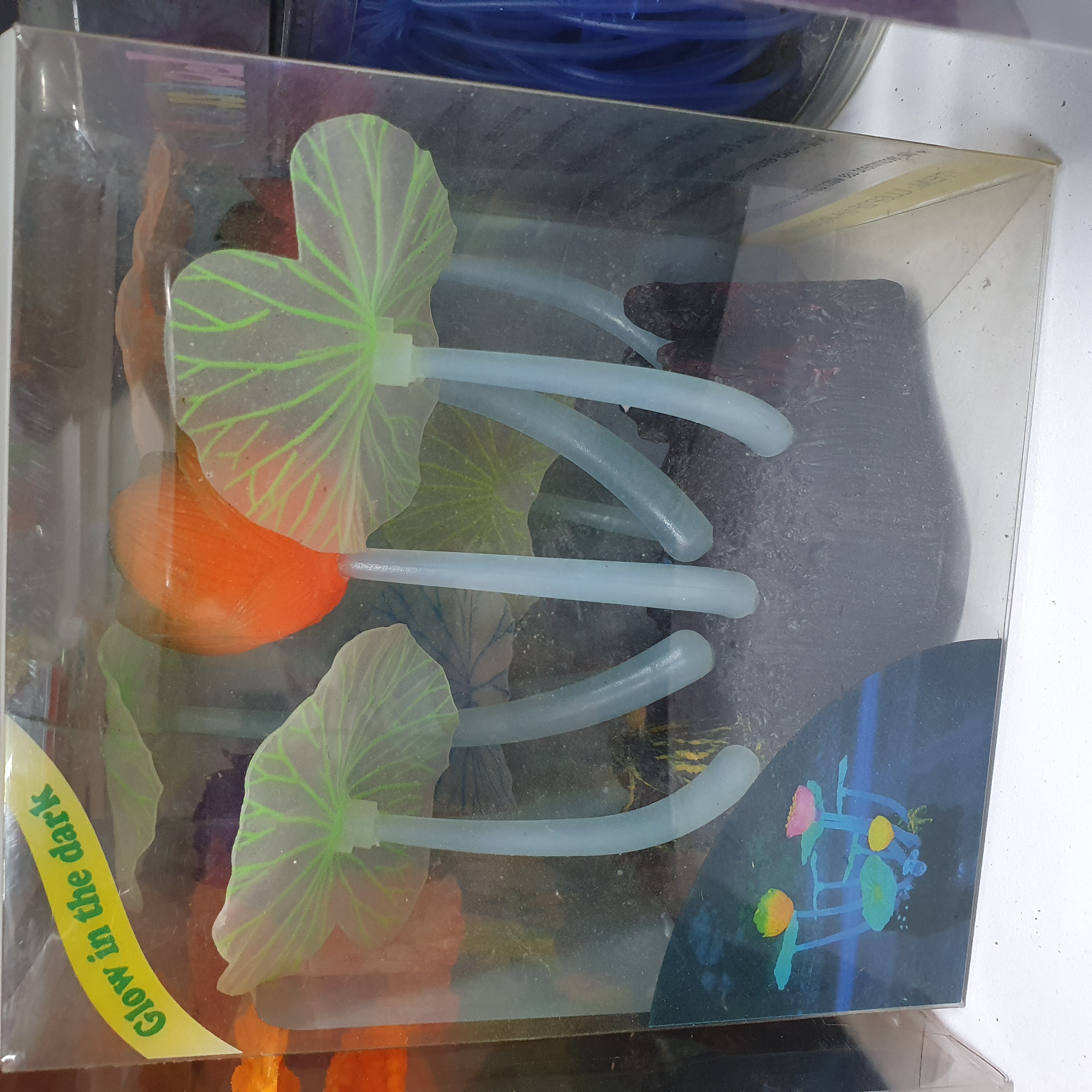 মাশরুম বক্স চায়না_img_4