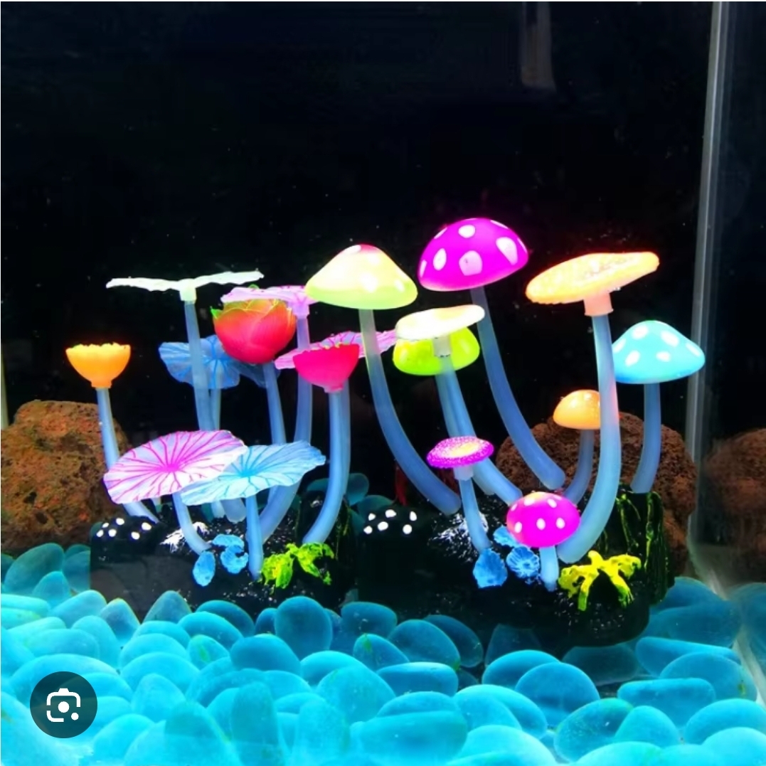 মাশরুম বক্স চায়না