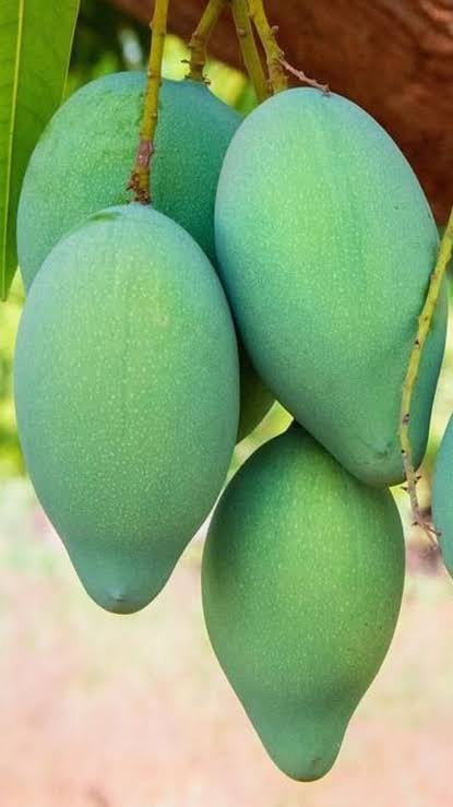 থাই কাঁচামিঠা আম_img_1