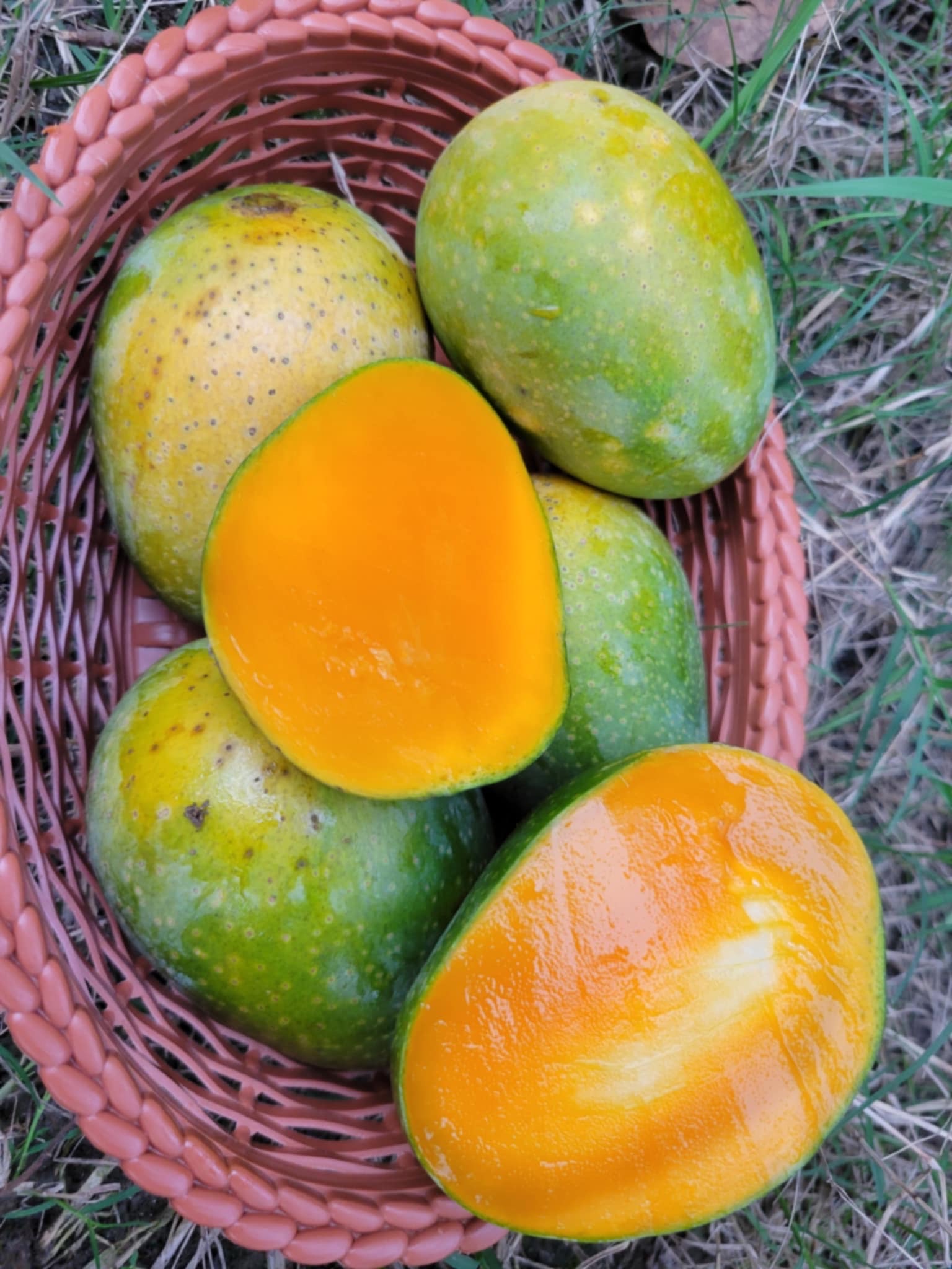 রাজশাহীর গোপালভোগ আম (Gopalbhog Mango)_img_3