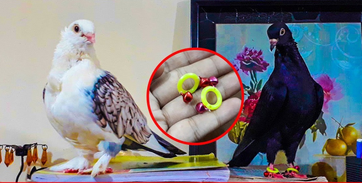 প্যাকেট কবুতরের চুড়ি রিং ৮০০/১০০০