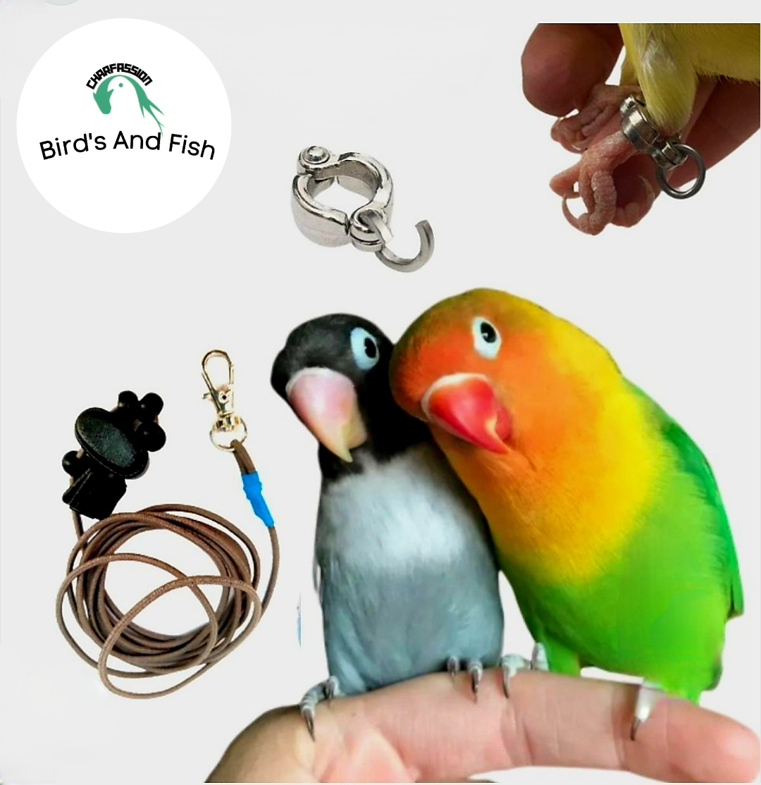 লাভবার্ড'স লক (শুধু লক)_img_1