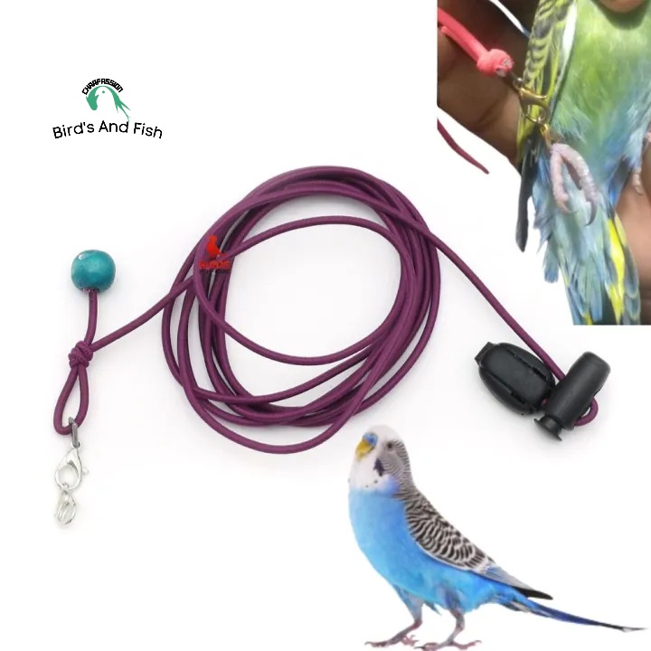 বাজরিগার লক (শুধু লক)_img_1