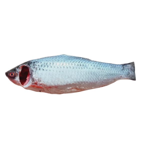 Rui Fish After Processed  ±50 gm 500gm(রুই মাছ মাছ প্রক্রিয়াজাত)