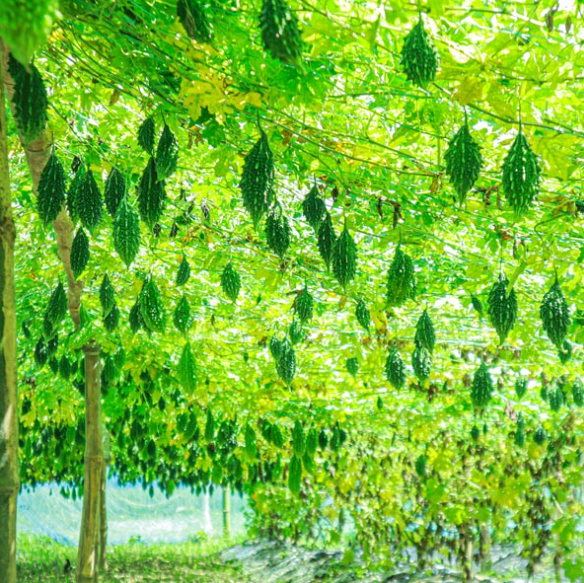 করলা – Balsam Apple (বোলসাম এ্যাপেল) / ১ কেজি - Image 1