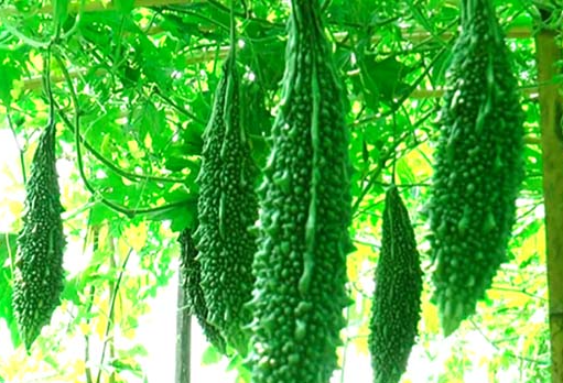 করলা – Balsam Apple (বোলসাম এ্যাপেল) / ১ কেজি - Image 2