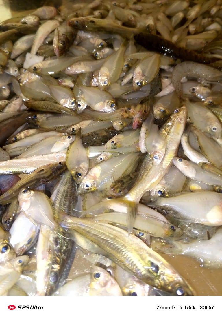 নদীর মিক্স ছোট মাছ রেডি টু কুক◆▪২৫০ গ্রাম