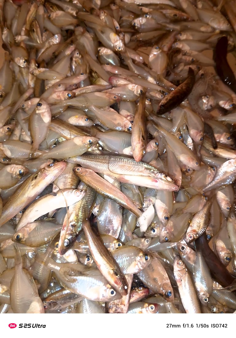 নদীর মিক্স ছোট মাছ রেডি টু কুক◆▪২৫০ গ্রাম_img_1