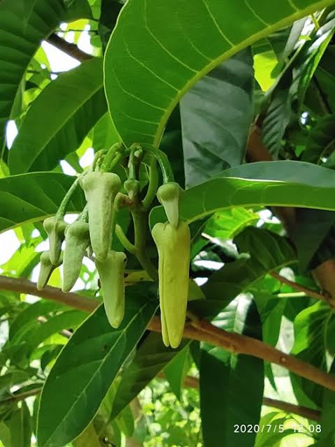 আতা ফল_img_1