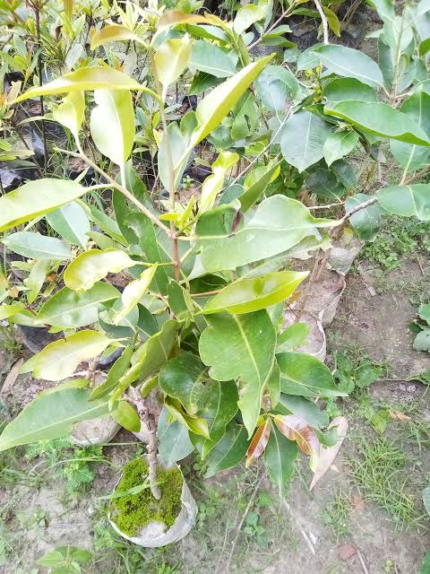 থাই সাদা জাম_img_2