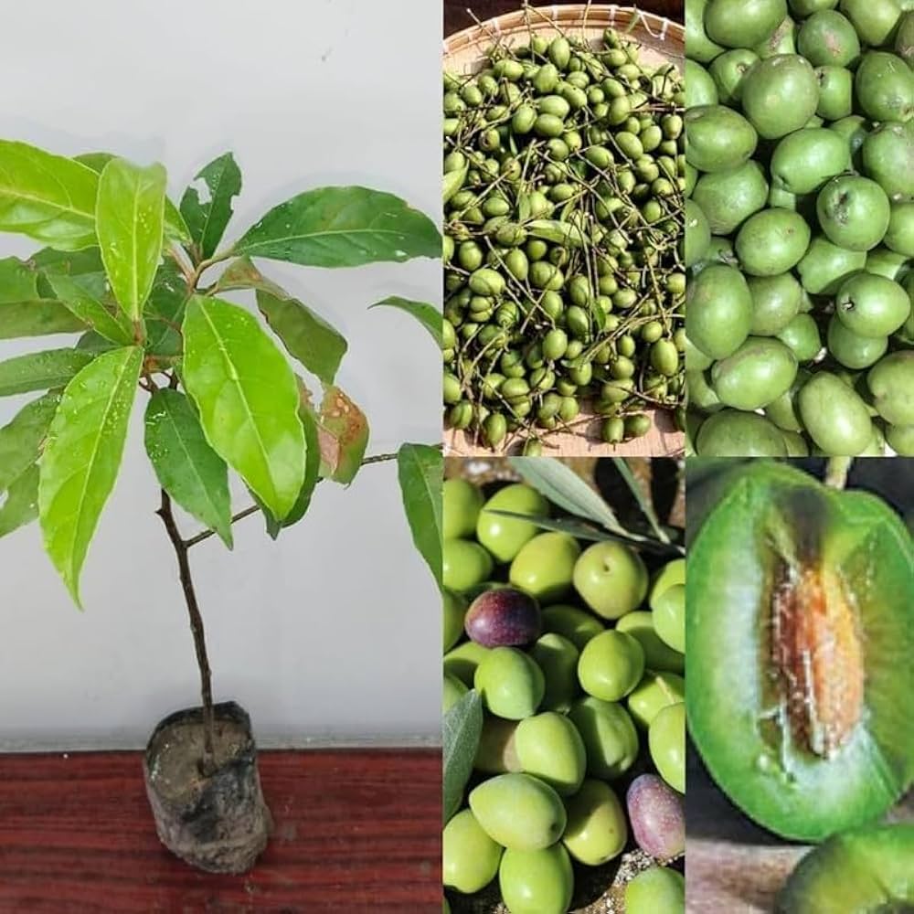 মিস্টি জলপাই