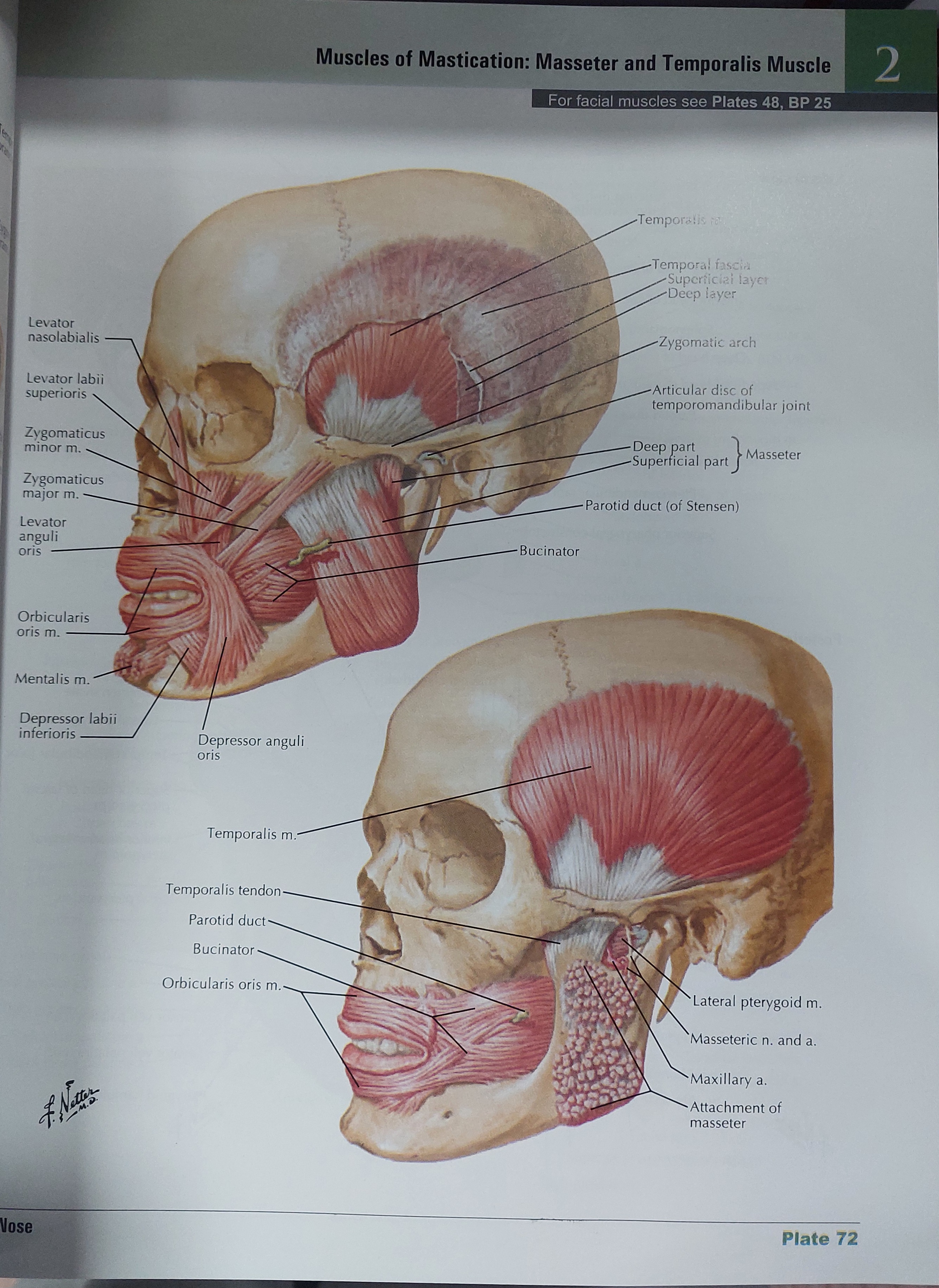 NETTER ATLAS of HUMAN ANATOMY classic regional approach - 8th edition_img_2