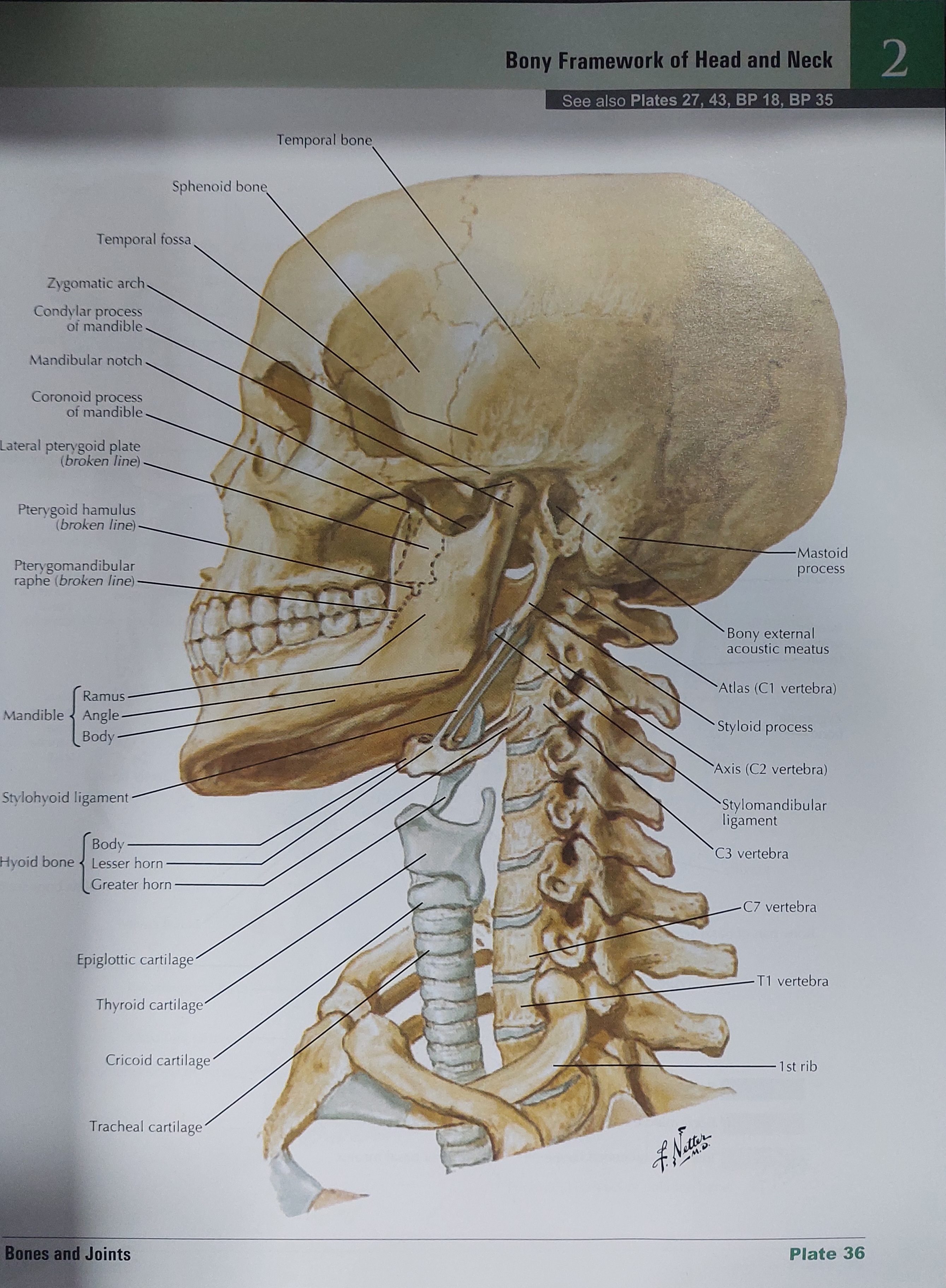 NETTER ATLAS of HUMAN ANATOMY classic regional approach - 8th edition_img_3