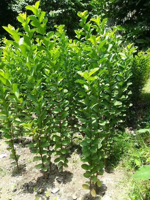 থাই সুপার-১০ পেয়ারা