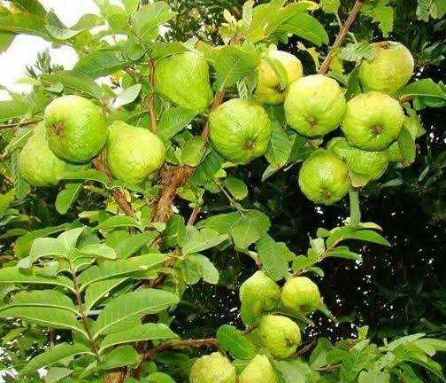 থাই সুপার-১০ পেয়ারা_img_1