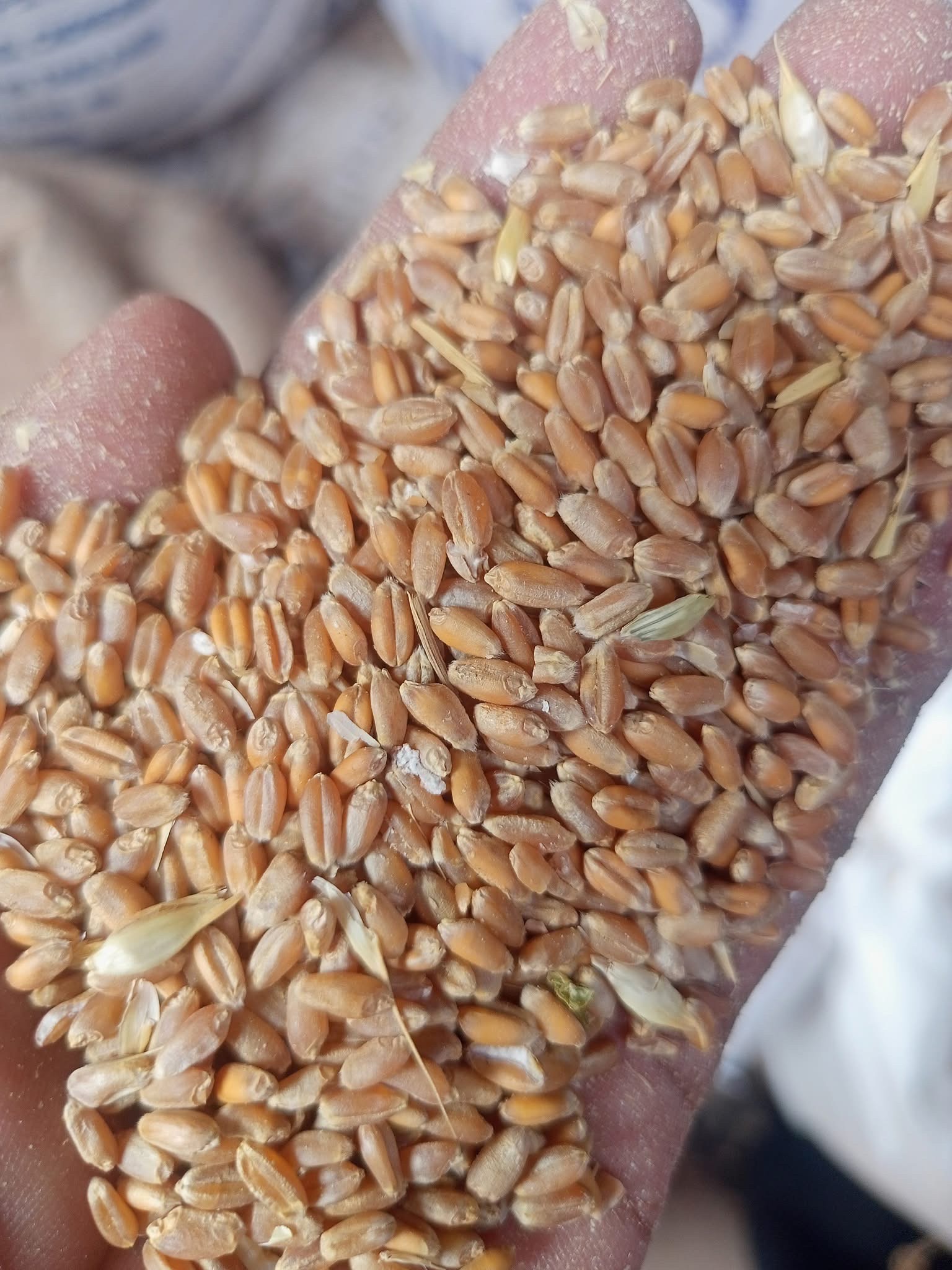 ফুল ফাইবার লাল আটা (Lal Atta)_img_3