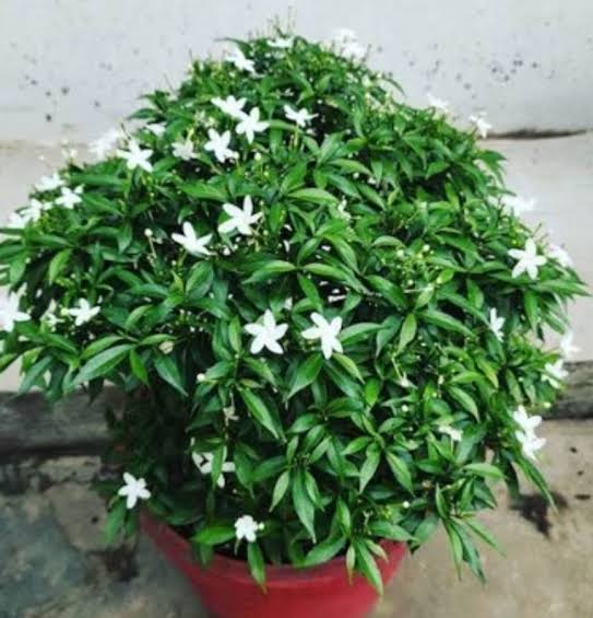 চায়না টগর