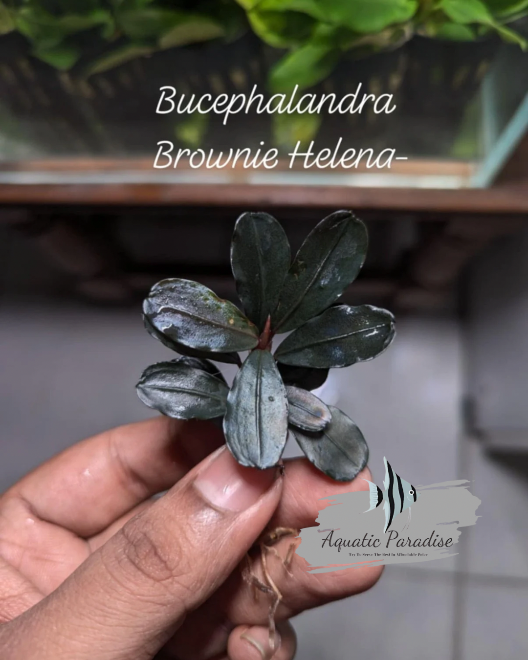 Bucephalandra Brownie Helena 2013