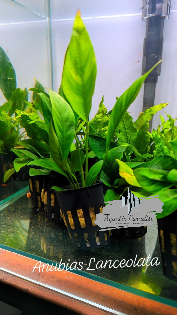 Anubias Lanceolata
