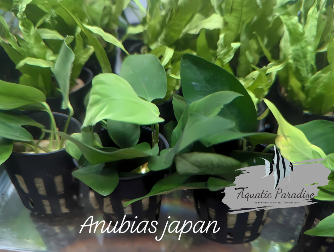 Anubias Bonsai Japan