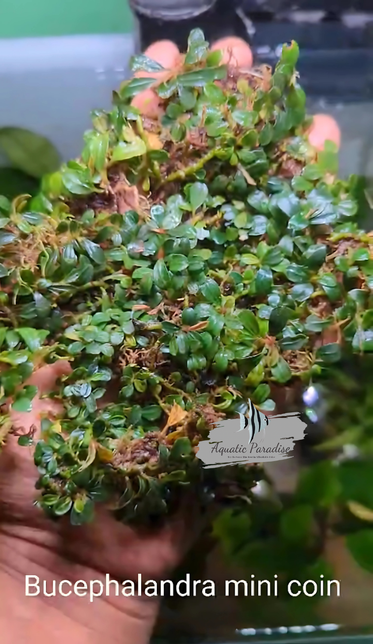 Bucephalandra Mini Coin