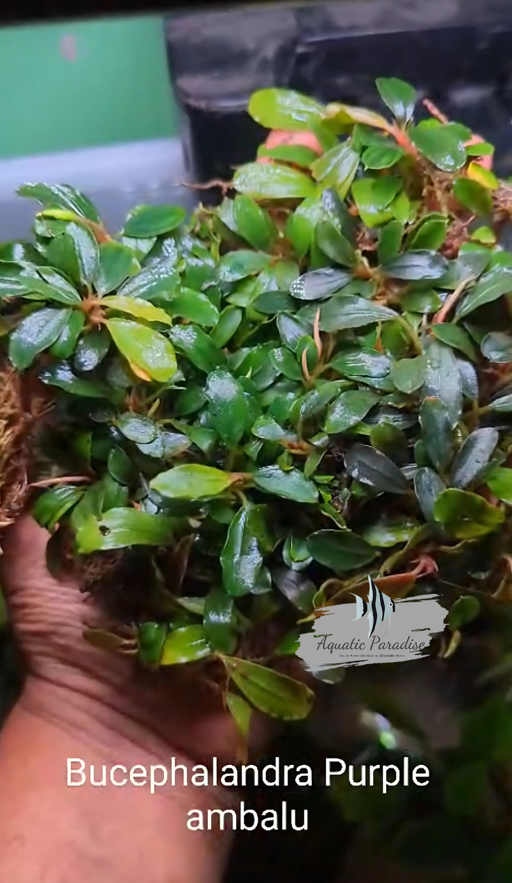 Bucephalandra Purple Ambalau