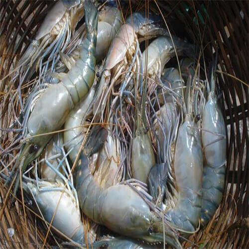 চিংড়ি মাছ ৫০০গ্রাম - Image 1