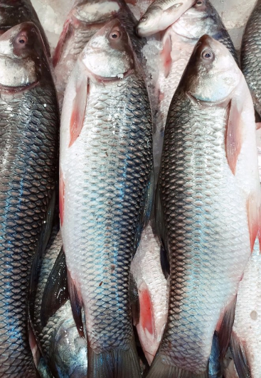 রুই মাছ / কেজি - Image 1