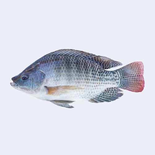 তেলাপিয়া মাছ / কেজি - Image 1
