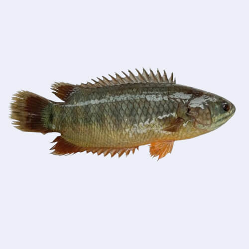 কৈ মাছ (দেশী) / কেজি - Image 1