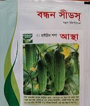 শীতকালীন জনপ্রিয় হাইব্রিড শসা বীজ আস্থা । Popular winter hybrid cucumber seeds are Aastha.