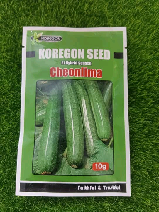 F1 হাইব্রিড কোরিয়ান স্কোয়াশ বীজ চিওনলিমা। F1 Hybrid Korean squash seed Cheonlima_img_0