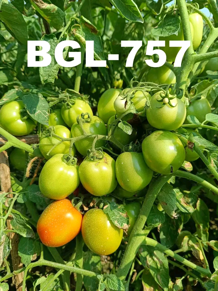 অত্যাধিক ফলন সম্পন্ন হাইব্রিড টমেটো বীজ ছাদ বাগানি অথবা বাগানিদের জন্য।_img_0