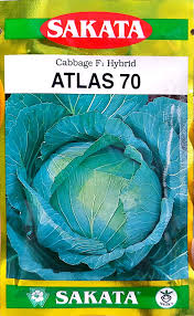 এটলাস ৭০ হাইব্রিড জাতের বাঁধাকপির বীজ । F1 Hybrid Cabbage Seed Atlas 70
